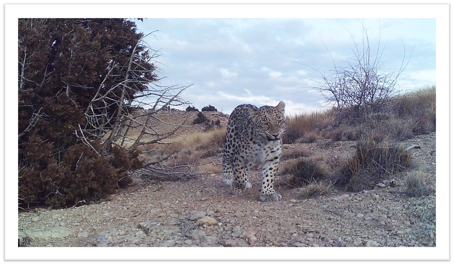 Female-Persian-leopard_Turkmenistan_Big-Balkan-range