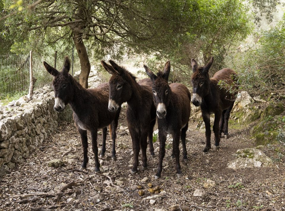 Donkeys in Ariant