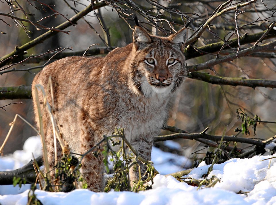 Eurasischer-Luchs_panelfoto