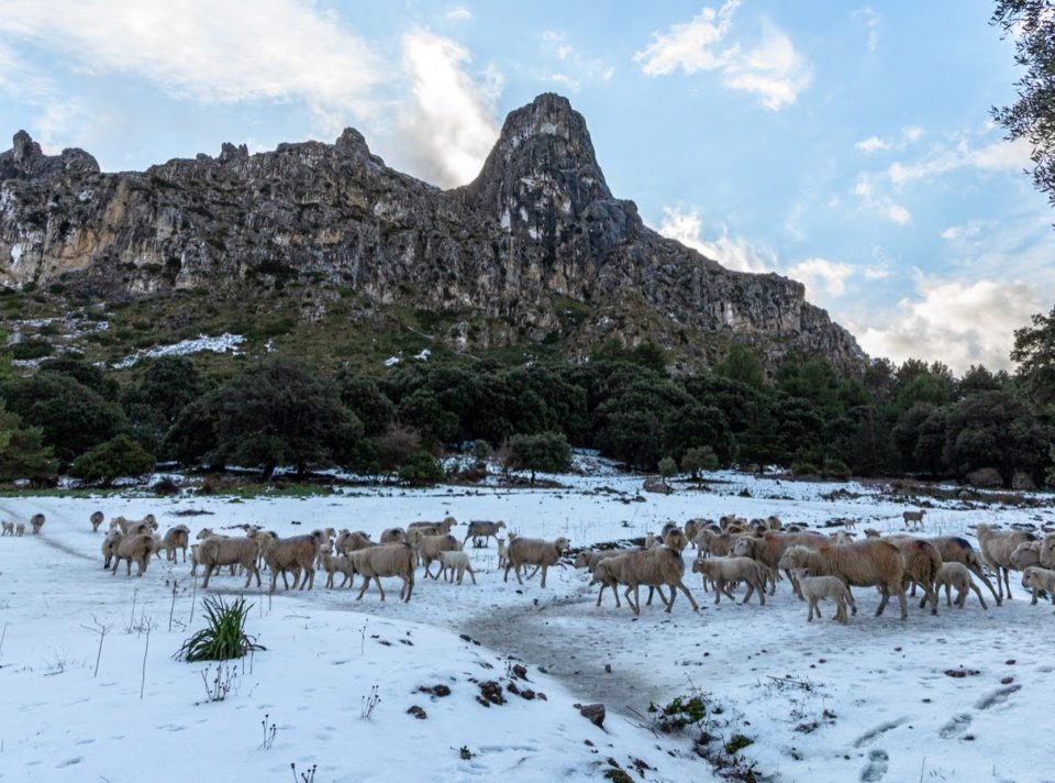 Sheep in Ariant